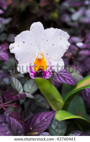 Blooming orchid flower in Hawaii botanical garden