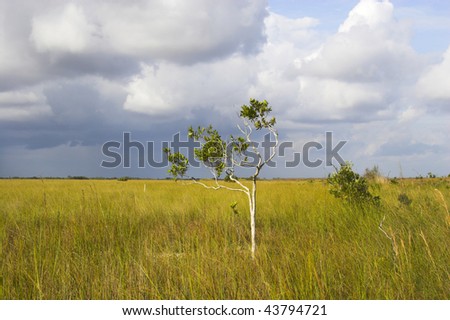 Young mangrove tree growing in the grass field and cloudy landscape
