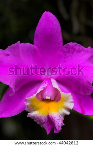 Blooming orchid flower in Hawaii botanical garden