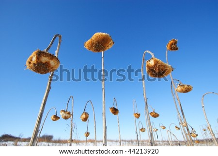 Dead yellow sunflower on the background of blue sunny sky and winter snow.