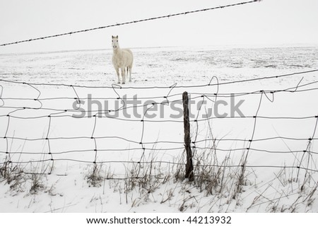 Light-colored horse in the white farm field with blowing snow.