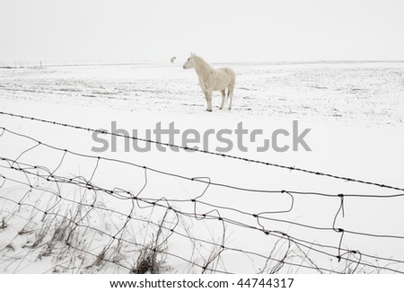 Light-colored horse in the white farm field with blowing snow