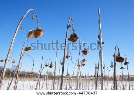 Dead yellow sunflower on the background of blue sunny sky and winter snow.
