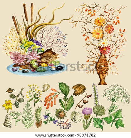 Illustration set of natural elements for dry bouquets . Isolated on buff background.