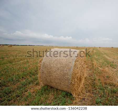 cleaned field and the packed hay, autumn day