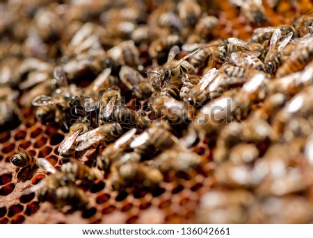 bee family on honeycombs in a sunny day