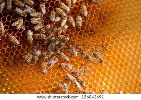 bee family on honeycombs in a sunny day