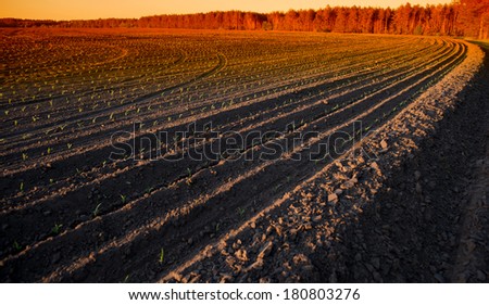 In the countryside, forest and plowed agricultural field at sunset, landscape. Spring season.