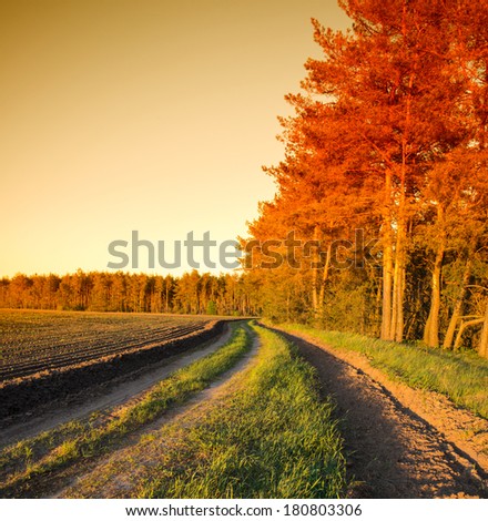 In the countryside, forest, field and dirt road at sunset, landscape. Spring season.