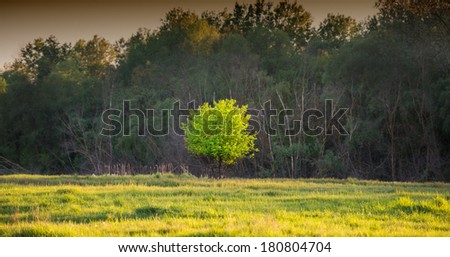 Lonely green tree on a background of a dark forest, landscape. Spring season.