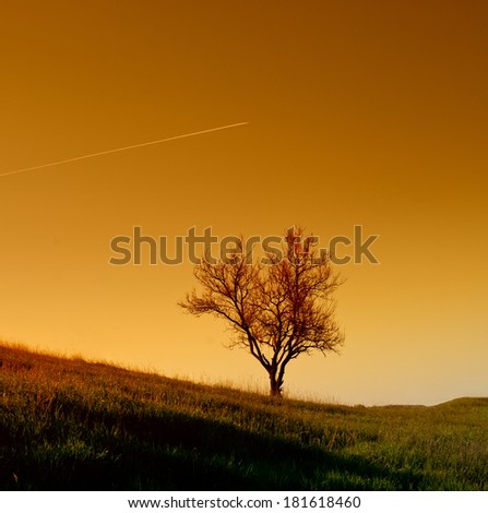 Single tree against the evening sky, landscape. Spring season.
