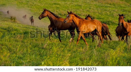 herd of horses running in the hilly area, the summer season