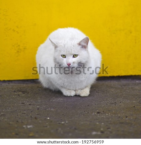 cat on an asphalt track, winter season