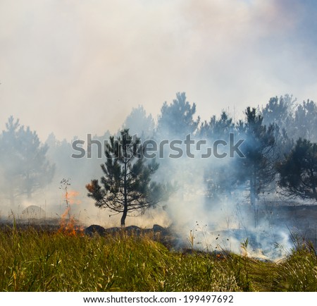 fire in a pine forest in the dry and hot weather, the summer season