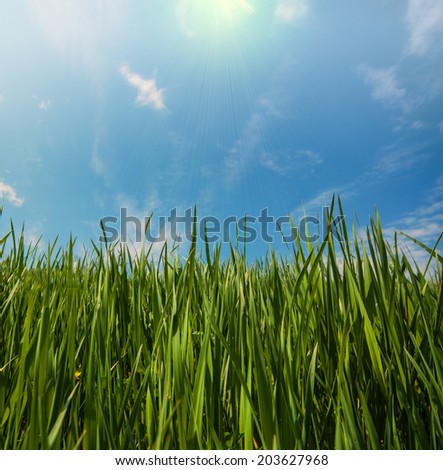 Green grass blue sky and sun, spring season