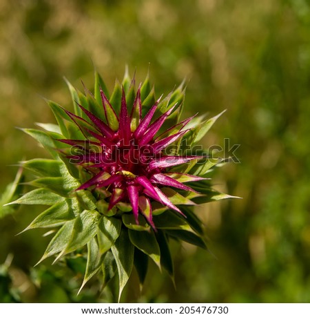 purple thistle flower on a green background in the field