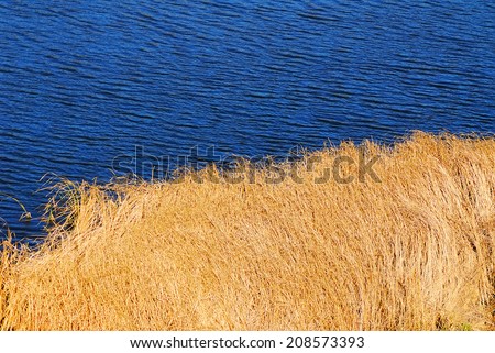 rural landscape, river and dry reeds on a sunny day, the autumn season