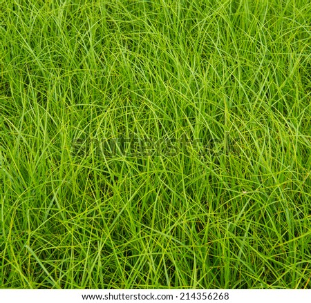 summer field of green grass on a meadow