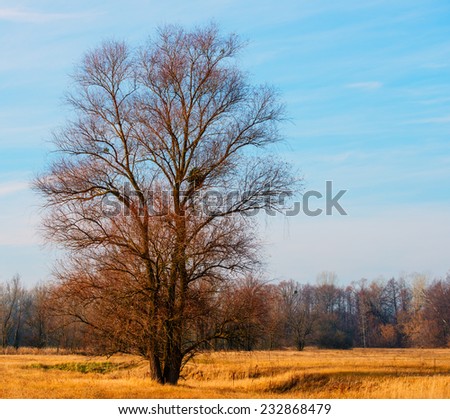 landscape, large tree in a forest autumn season