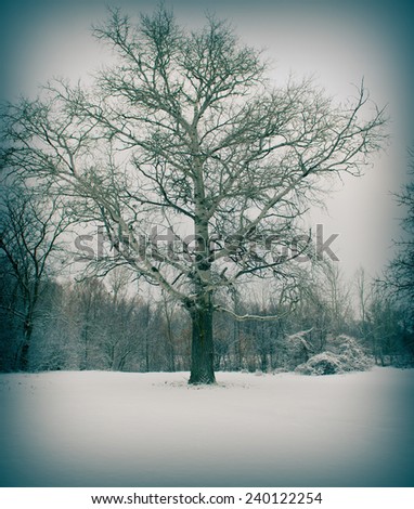 huge tree in a forest and snow