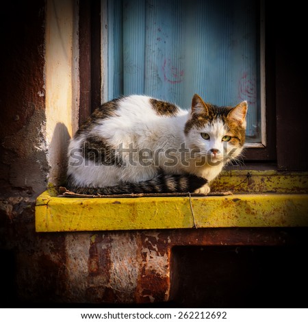 pet cat sitting on the windowsill of an old house