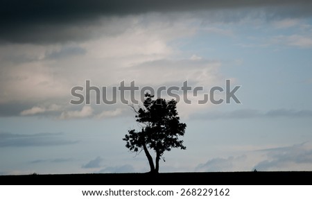 landscape with single tree in the evening sky, spring season