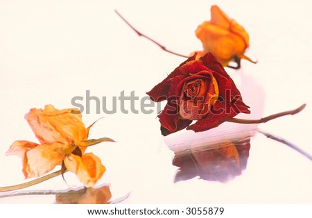 Three dry flowers   rose on  white background, cream and claret color