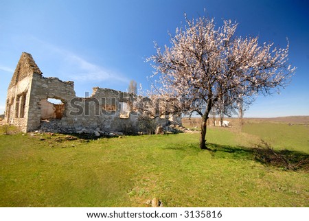 old destroyed rural house and lonely blossoming an apricot, spring midday