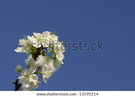 Flowers plums on  branch in  spring sunny day