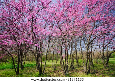 Lilac Color