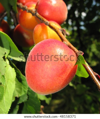 Orange color a fruit of an apricot on a branch in a garden