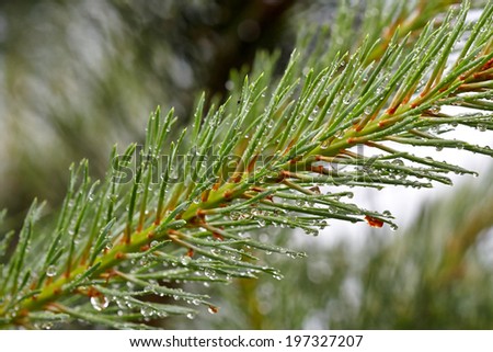 Fur tree branch with drops - Stock Image