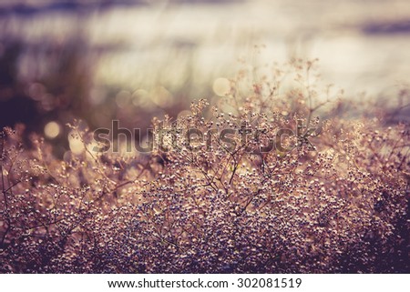 Summer grass and wildflower background.