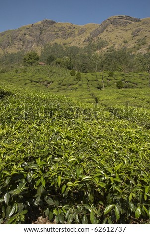 India, Kerala, Munnar, tea estates, mountain, plateau, tea leaves, tea collection, tea picker, a worker, the Indians, labor