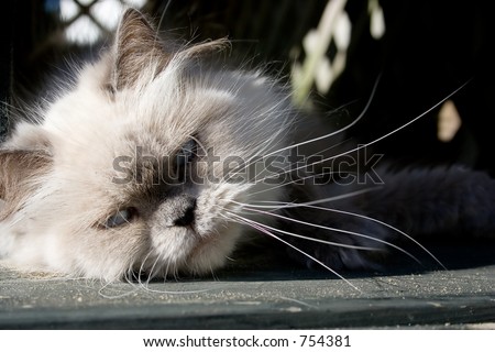 Himalayan+cat+in+jar