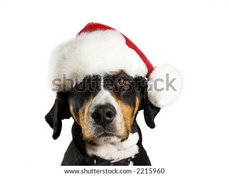 Dog with a Christmas hat (cute)