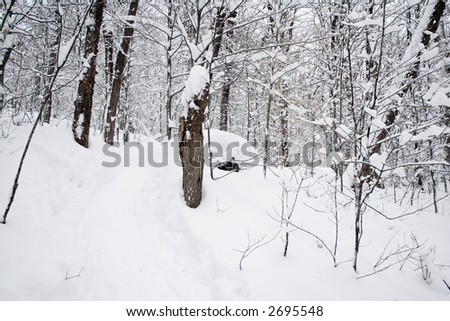 Winter forest under the snow in december (Quebec, Canada)