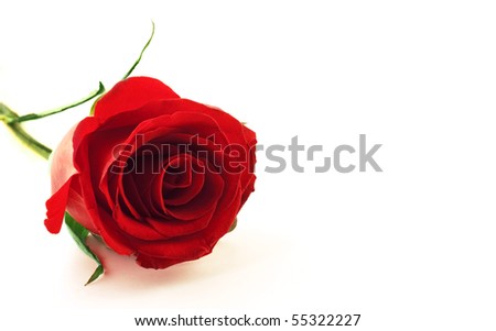 stock photo : Photo of beautiful red rose flower