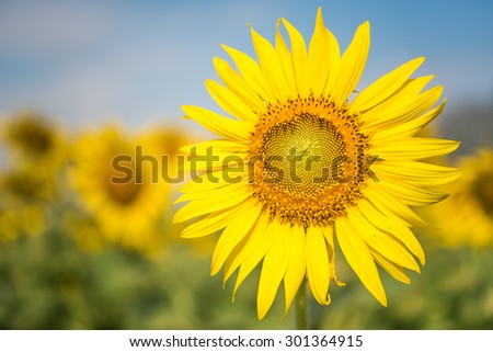 Sun flowers, big sun flower on the front in the sun flower garden