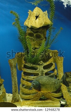 Photo of a fish swimming around a artificial pirate skeleton
