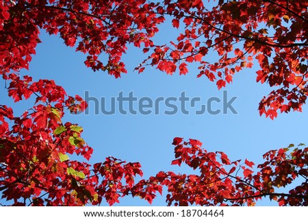 Bright red leaves of autumn and blue sky; leaves form a circle perfect for copy space