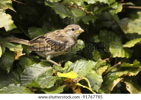 House Sparrow in hedge