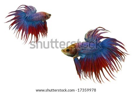 Crown tail siamese fighting fish isolated on white
