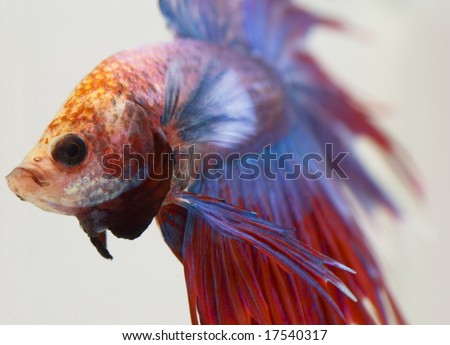 stock photo Siamese fighting fish from focused to out of focused 