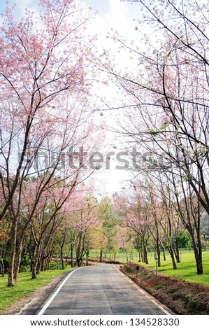Cherry Blossom Pathway , Chiang Mai, Thailand