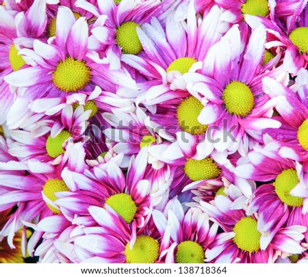 Close up of beautiful pink flower background
