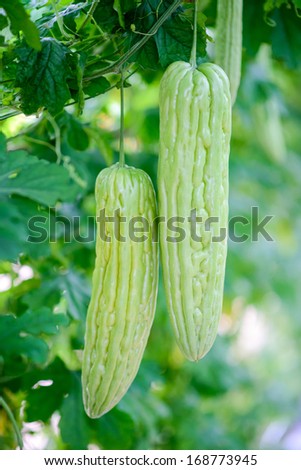 melon-bitter, cucumber-balsam pear hangs on lush green vines