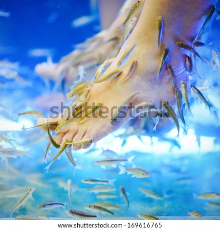Fish Spa pedicure Rufa Garra treatment. Feet and fish in blue water