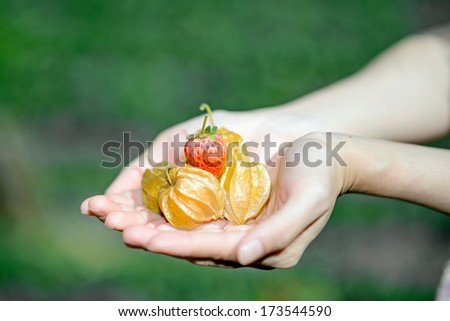 Fresh cape gooseberry and strawberry in hands