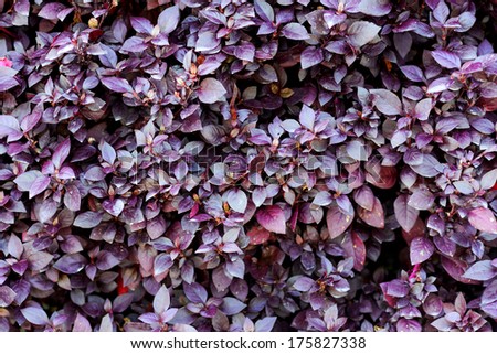 purple leaves background